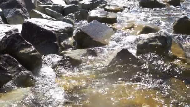 Río de montaña en los bosques — Vídeos de Stock