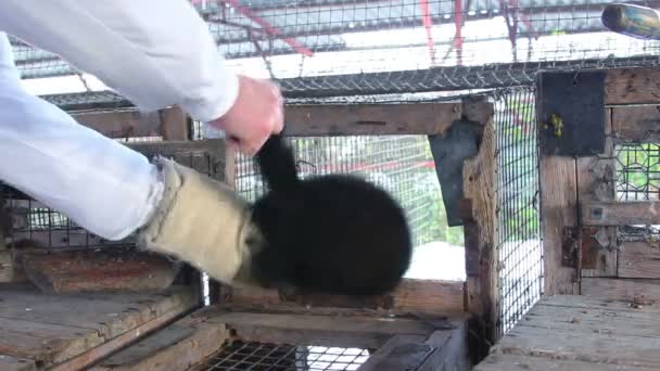 Man pulls out mink from the cage — Stock Video