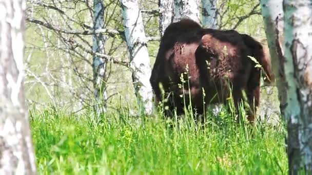 Wilde Stier Grazen Zomer Berk Bos — Stockvideo