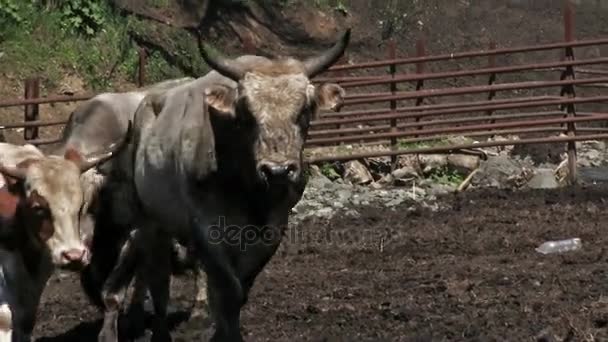 Toros Jóvenes Pastando Corral Granja — Vídeos de Stock