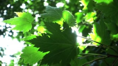 Güneş ışığı yeşil yaprakları parlar