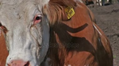 İnek kulak ve uçan böcek sarı işareti ile yukarıya kapatmak