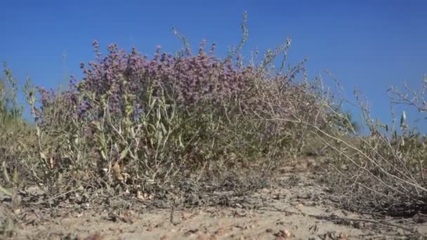 Saxaul Tree Flowering Landscape Steppes Kazakhstan — Stock Video