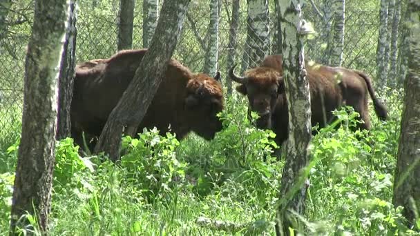 Dzikie Byki Wypas Lecie Brzozowy Las — Wideo stockowe