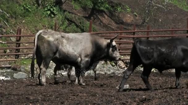 Jovens Touros Pastando Caneta Fazenda — Vídeo de Stock