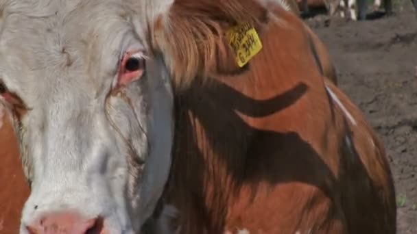 Vaca Cercana Con Letrero Amarillo Oreja Bichos Voladores — Vídeos de Stock
