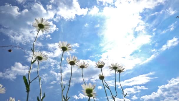 Hierba balanceándose en el viento — Vídeos de Stock