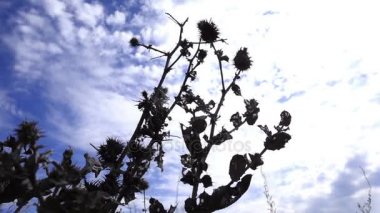 rüzgarda sallanan çimen