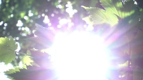 La luz del sol brilla a través de hojas verdes — Vídeo de stock