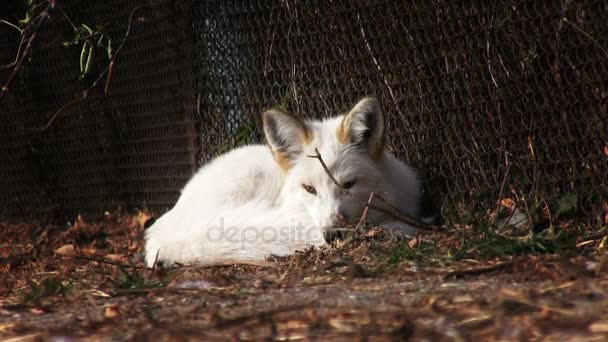 Γούνας Farm White Fox Κλουβί — Αρχείο Βίντεο