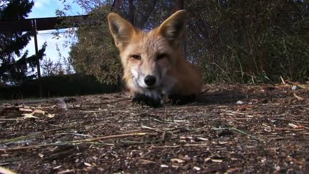 Γούνας Farm Κόκκινη Αλεπού Στο Κλουβί — Αρχείο Βίντεο