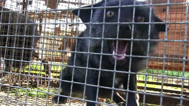 Γούνας Farm Μαύρο Αλεπού Κλουβί — Αρχείο Βίντεο