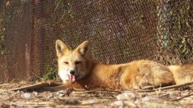 Kürk çiftlik. Kızıl Tilki kafeste