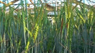 Bilimsel bir sera bitkilerde yeşil arpa