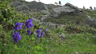 Ön planda mavi aquilegia çiçekli yaz dağ manzarası