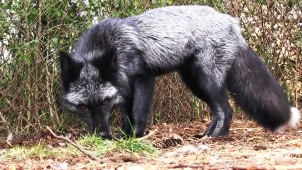 毛皮ファーム 檻の中の黒狐 — ストック動画