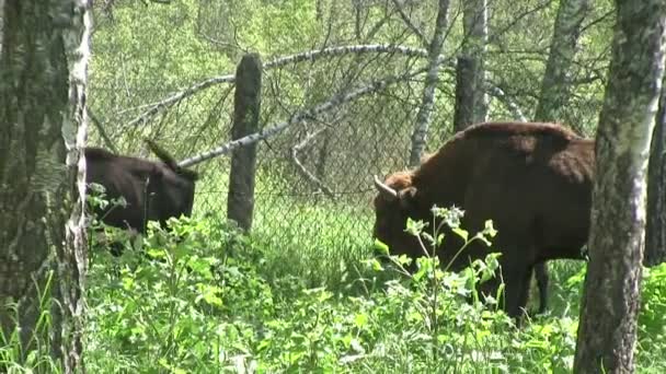 Тваринницька Ферма Молоді Бики Колоді — стокове відео