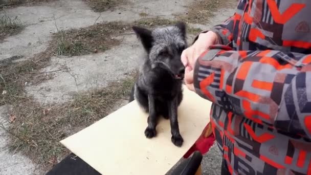 Pälsfarm Black Fox Utfodring — Stockvideo