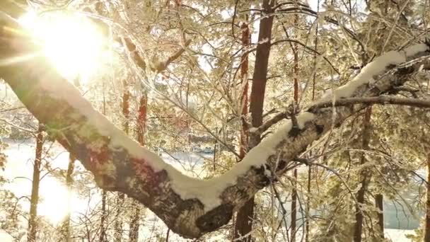 Wald Altai Russland Bäume Mit Schnee Bedeckt — Stockvideo