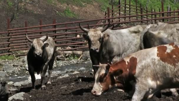 Farma Hospodářských Zvířat Mladých Býků Výběhu — Stock video