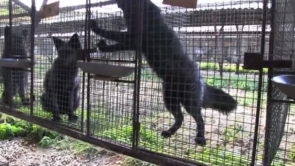毛皮农场 笼子里的黑狐狸 — 图库视频影像