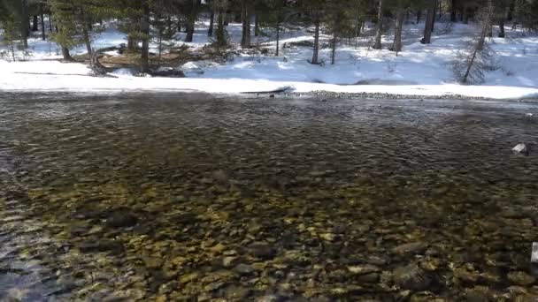 Floe Glace Sur Ruisseau Altai Printemps Sibérie Russie — Video