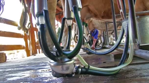 Altai Russia June 2017 Automated Dairy Processing Milking Cow Milk — Stock Video