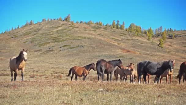 Άλογα Που Βόσκουν Στα Βουνά Του Αλτάι Ρωσία — Αρχείο Βίντεο