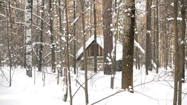 雪に覆われた冬の森の木 — ストック動画