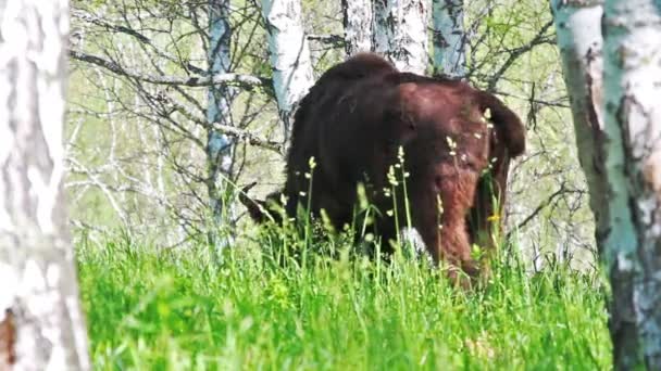 Állattenyésztési Farm Fiatal Bikák Egy Karámban — Stock videók