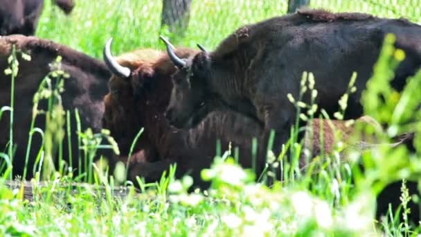 Fazenda Gado Touros Jovens Uma Paddock — Vídeo de Stock