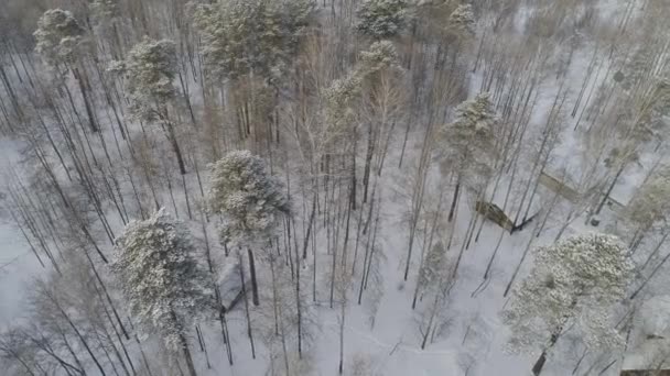 Vinter Bergen Altai Ryssland — Stockvideo