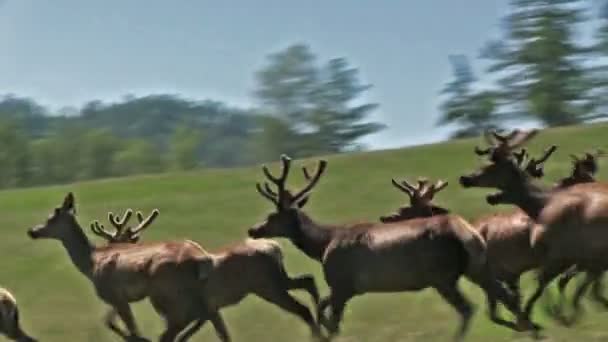 鹿农场 在钢笔里的一群马拉赤鹿 — 图库视频影像