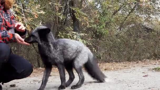 Fur Farm Black Fox Feeding — Stock Video