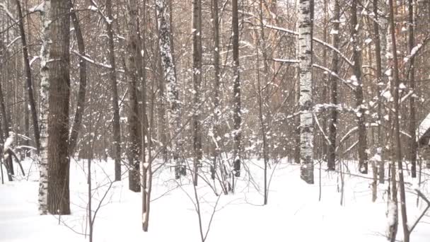 Montagnes Hiver Altaï Russie — Video