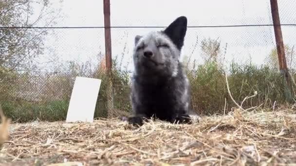 Bont Boerderij Zwarte Vos Kooi — Stockvideo