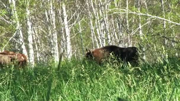 Boskap Gård Unga Tjurar Paddock — Stockvideo