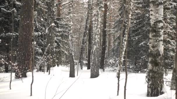 Зимний Лес Алтае Россия — стоковое видео