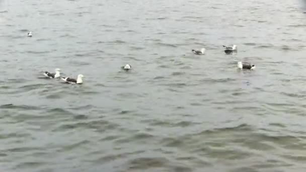 Mouettes Sur Eau Calme Gros Plan — Video