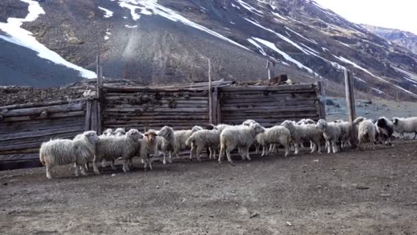 ロシアのアルタイ山脈の農場で羊 — ストック動画
