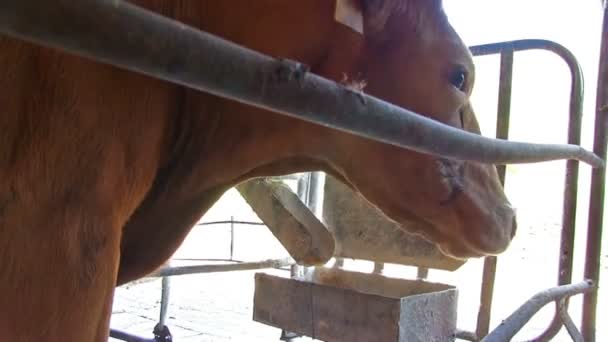 Kuh Auf Milchfabrikessen — Stockvideo