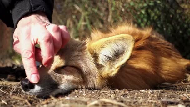 Insan Sevişme Red Fox Yakın Çekim — Stok video