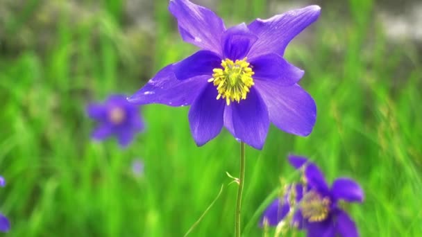 Sommar Berglandskap Med Blå Aquilegia Blommor Förgrunden — Stockvideo