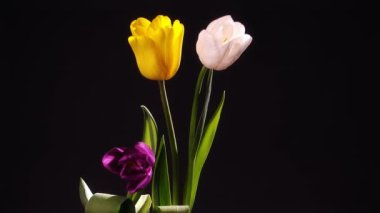 Lale çiçek vazoda doğum günü kutlaması için. 