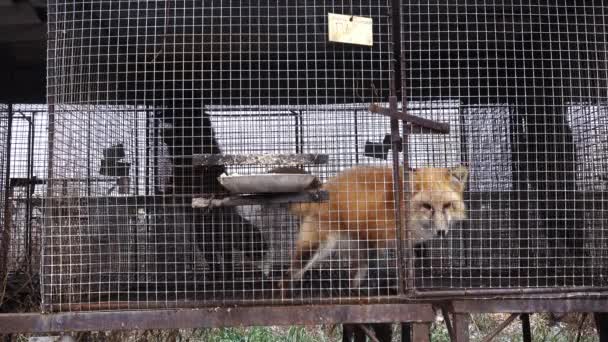 Red fox in een kooi — Stockvideo