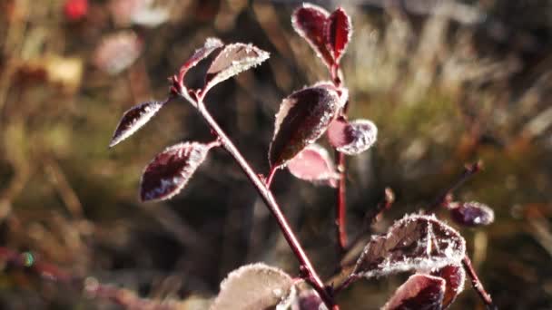 Növények Imbolygott Szélben Hátuljára Ból Magas Sziklás Hegység — Stock videók