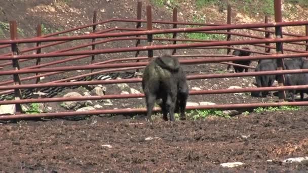 Állattenyésztési Farm Fiatal Bikák Egy Karámban — Stock videók