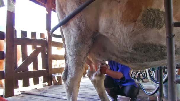母牛乳房挤奶前清洗 — 图库视频影像