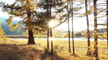 Bir sarı larch Tayga ormanı sonbahar sezonunda dağda yürüyüş Altay Eshtykel Yaylası, Sibirya, Rusya Federasyonu