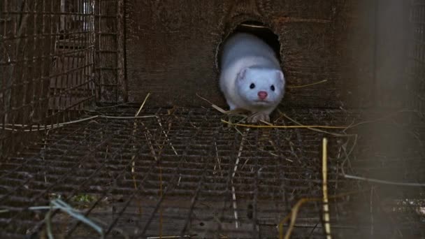 White Curious Mink Peeking Out Cage — Stock Video